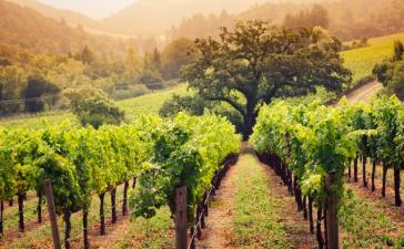 Ирригационные роботы могут помочь выращивать виноград в Калифорнии