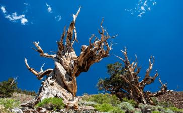 Какое дерево является самым старым на нашей планете?